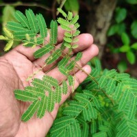 Senegalia chundra (Roxb. ex Rottler) Maslin